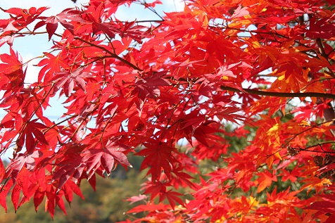 紅葉1