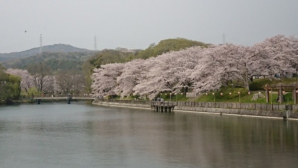 倉敷の桜2