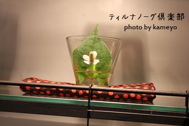 どくだみの花
