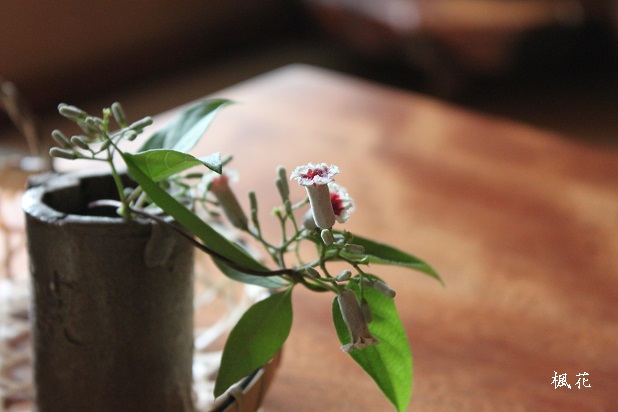 実家の夏のしつらえと花の記録 かめ代のおうちでごはん Powered By ライブドアブログ