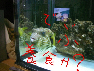 サザナミフグ近況 ハコフグ飼育日記