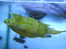 真上から見た魚 ハコフグ飼育日記 真上から見た魚 ハコフグ飼育日記