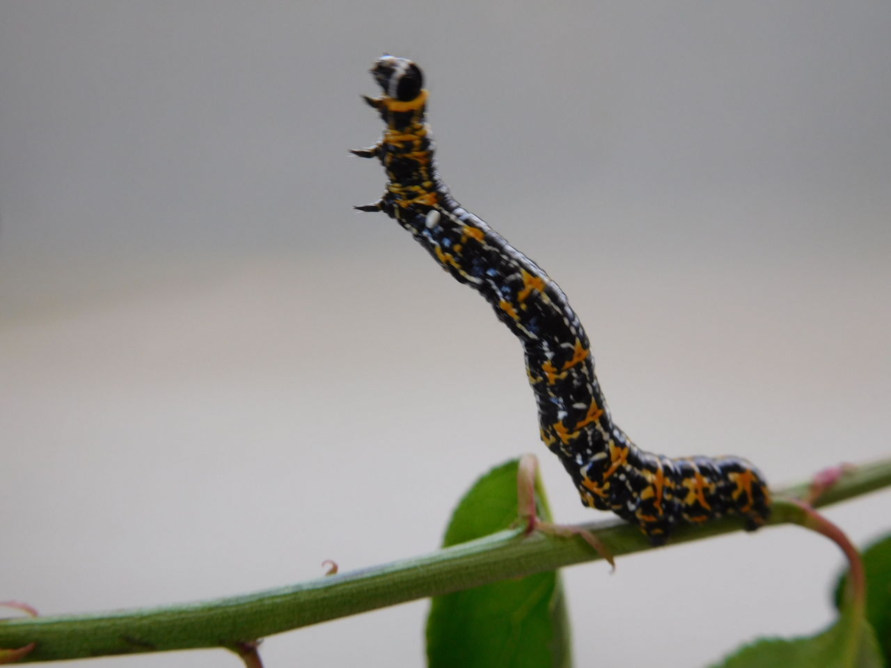 久しぶりに 尺取り虫 を見ました 陶四郎のつぶやき特選