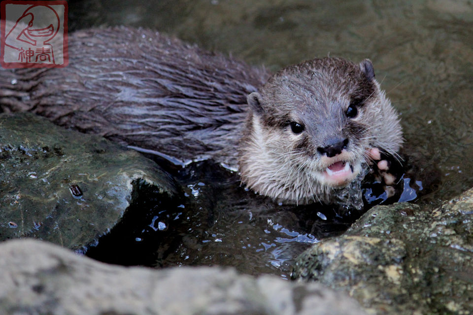 かわええ動物でも見て血圧をお下げなさいな カワウソ 神春のblog かわええ動物でも見て血圧をお下げなさいな カワウソ 神春のblog