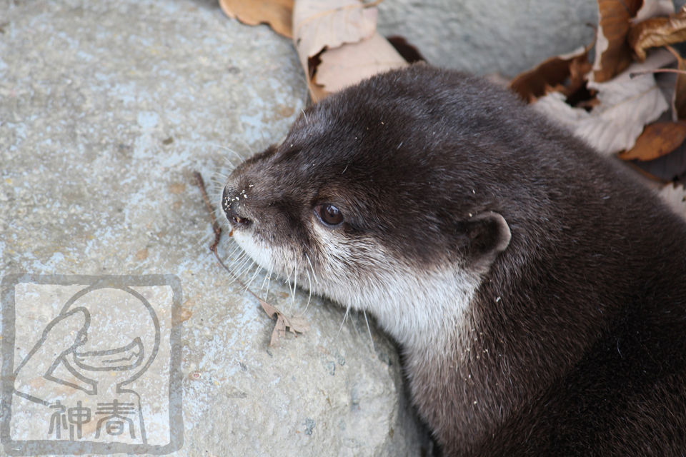 かわええ動物でも見て血圧をお下げなさいな カワウソ 神春のblog かわええ動物でも見て血圧をお下げなさいな カワウソ 神春のblog