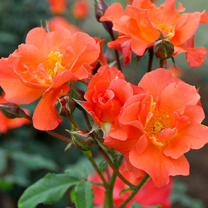 プリンセスミチコ