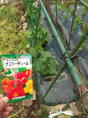 ナスタチウム 日々想々