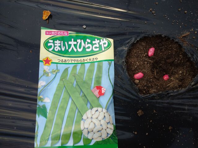 インゲン豆 日々想々