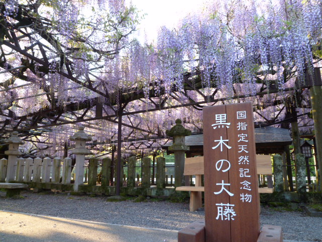 黒木藤まつり 中山藤まつり 今日の出来事