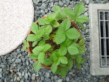 P1000863