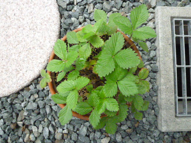 すべての花の画像 最高のワイルドストロベリー 花が咲かない