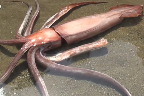 現代のクラーケン 神栖e Style店主のきまぐれブログ