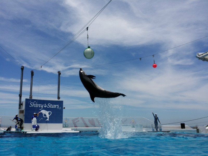 泳ぐイルカ ジャンプ Silvestresolucoes Com Br