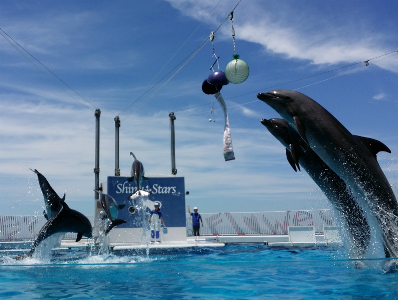 ⑦イルカショー（みさき公園・2017） : ＊わたしの旅行記＊