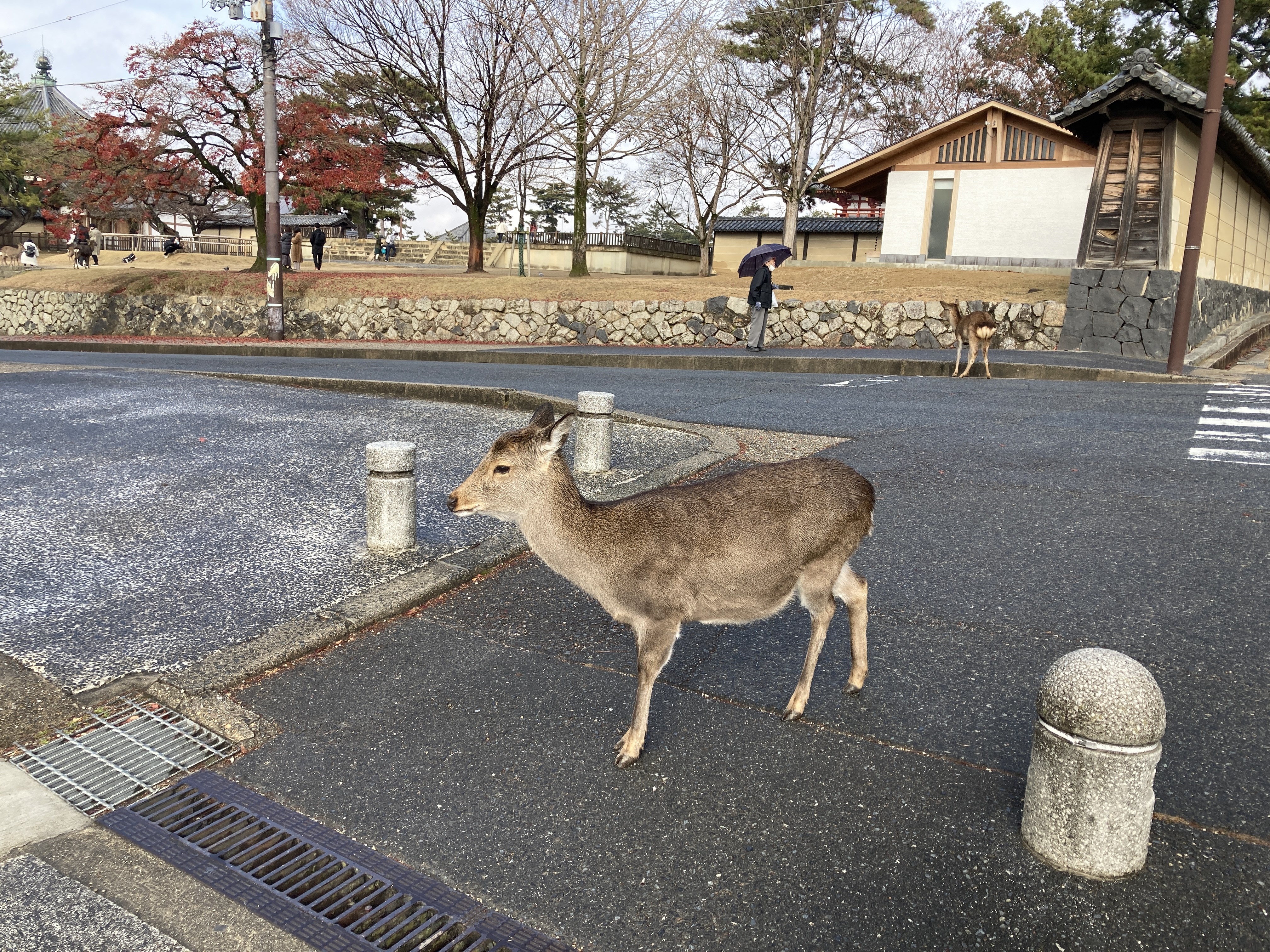 Goto京都 奈良 電車でgo 1泊2日一人旅 2日目 その2 わたしの旅行記