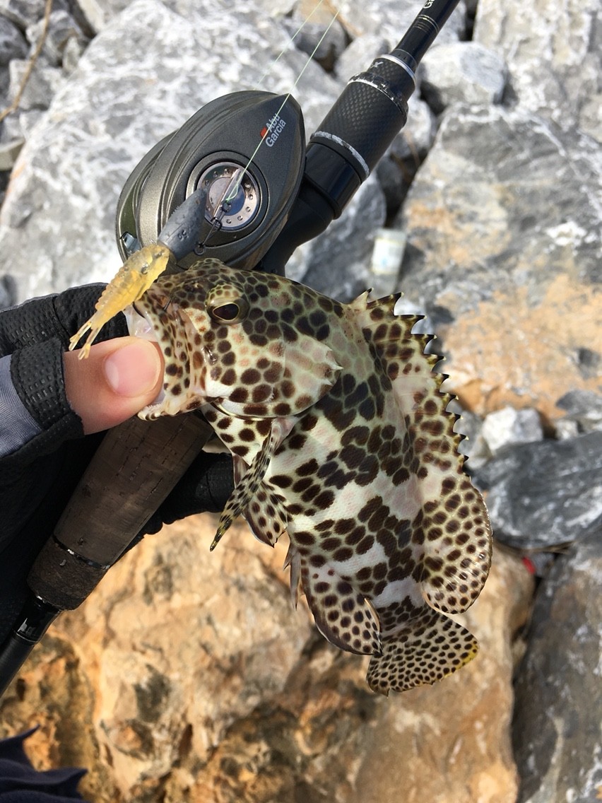 久々にベイトフィネス ちゃんゆう Style Fishing 沖縄 久々にベイトフィネス ちゃんゆう Style Fishing 沖縄