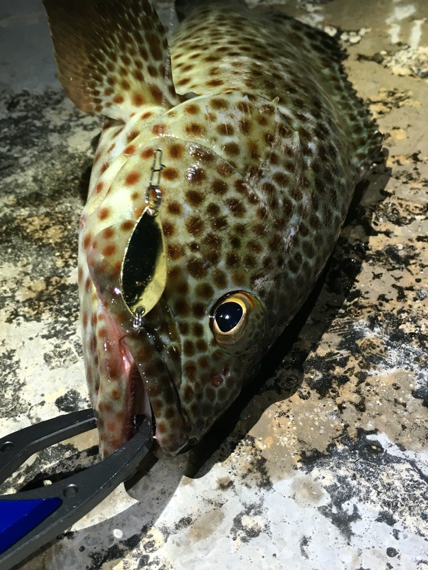 12 のプラグに スプーンで40イシミーバイ炸裂 ちゃんゆう Style Fishing 沖縄 12 のプラグに スプーンで40イシミーバイ炸裂 ちゃんゆう Style Fishing 沖縄