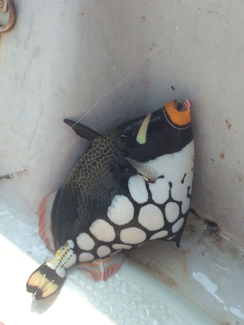 オフショアでグルクン釣り カミヤマ ライトゲーム 沖縄ルアー釣り プラグ ワーム 五目釣り