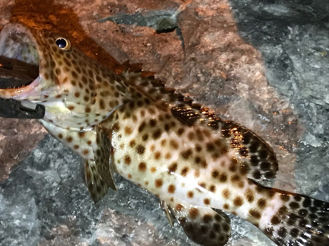 那覇で夜ミーバイ カミヤマ ライトゲーム 沖縄ルアー釣り プラグ ワーム 五目釣り 那覇で夜ミーバイ カミヤマ ライトゲーム 沖縄ルアー釣り プラグ ワーム 五目釣り