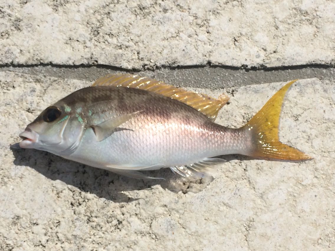 狙ってる魚は釣れずとも カミヤマ ライトゲーム 沖縄ルアー釣り プラグ ワーム 五目釣り 狙ってる魚は釣れずとも カミヤマ ライトゲーム 沖縄ルアー釣り プラグ ワーム 五目釣り