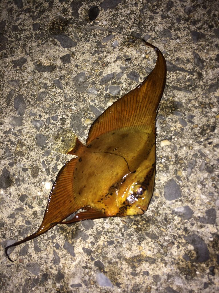 宜名真 釣行 15年10月3日 カミヤマ ライトゲーム 沖縄ルアー釣り プラグ ワーム 五目釣り 宜名真 釣行 15年10月3日 カミヤマ ライトゲーム 沖縄ルアー釣り プラグ ワーム 五目釣り