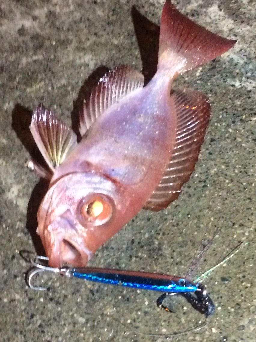 台風前の夜ルアー カミヤマ ライトゲーム 沖縄ルアー釣り プラグ ワーム 五目釣り