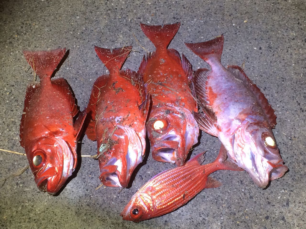 那覇の夜釣りでまたまたクサラー連発 カミヤマ ライトゲーム 沖縄ルアー釣り プラグ ワーム 五目釣り