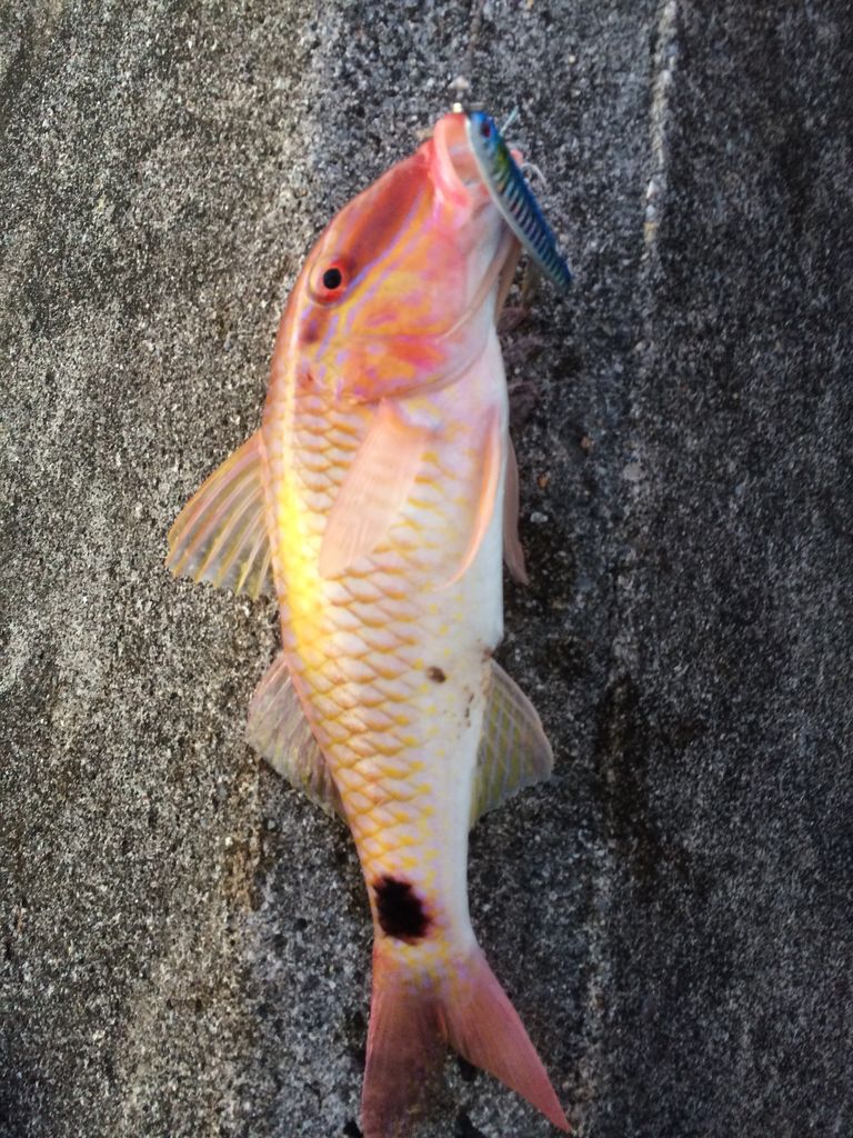 浦添 宜野湾でメタルジグ カミヤマ ライトゲーム 沖縄ルアー釣り プラグ ワーム 五目釣り