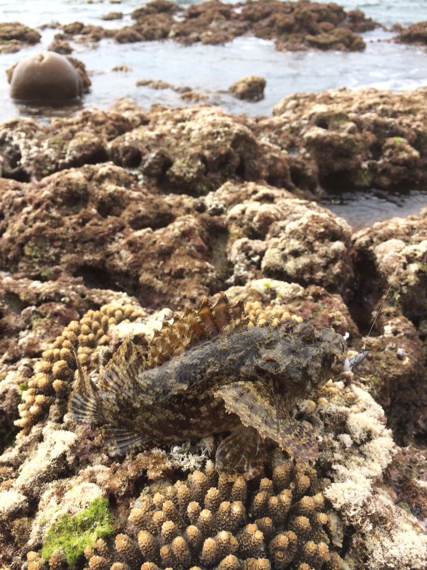 那覇のリーフでミーバイとカサゴ カミヤマ ライトゲーム 沖縄ルアー釣り プラグ ワーム 五目釣り