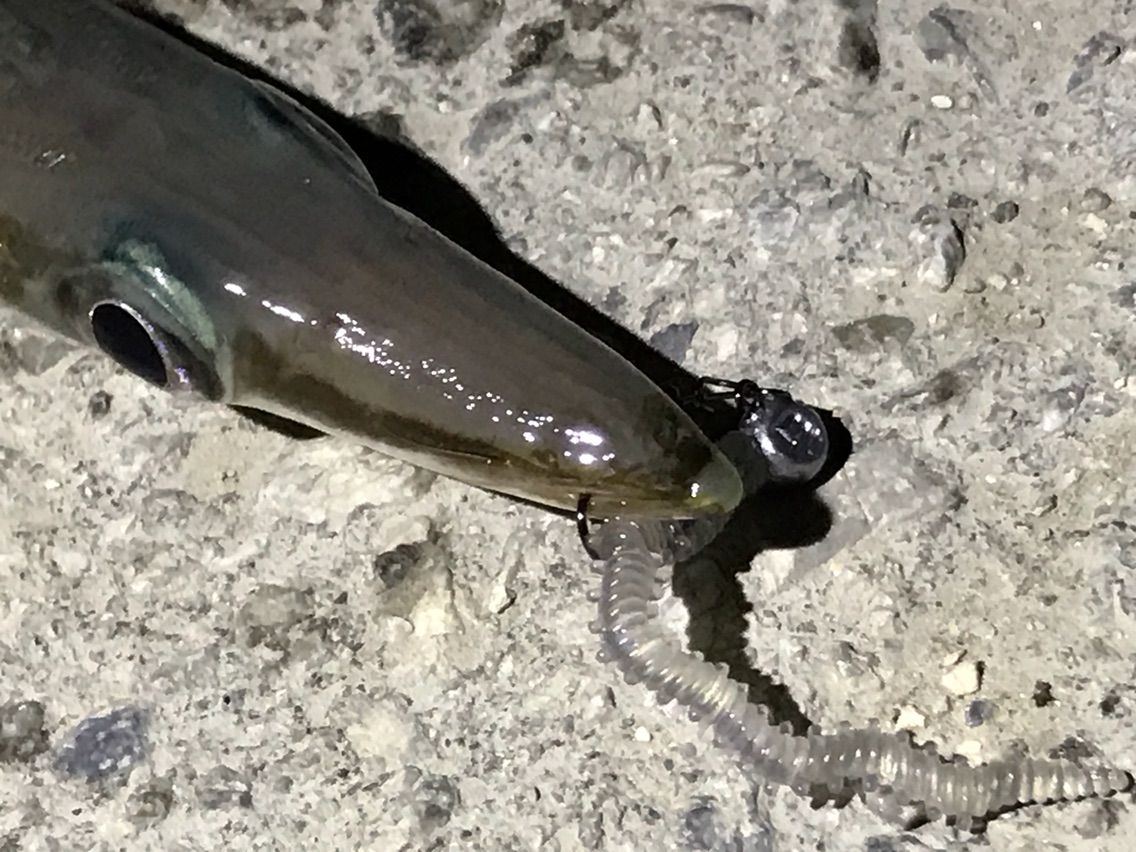 夜カマスの釣り方 カミヤマ ライトゲーム 沖縄ルアー釣り プラグ ワーム 五目釣り 夜カマスの釣り方 カミヤマ ライトゲーム 沖縄ルアー釣り プラグ ワーム 五目釣り