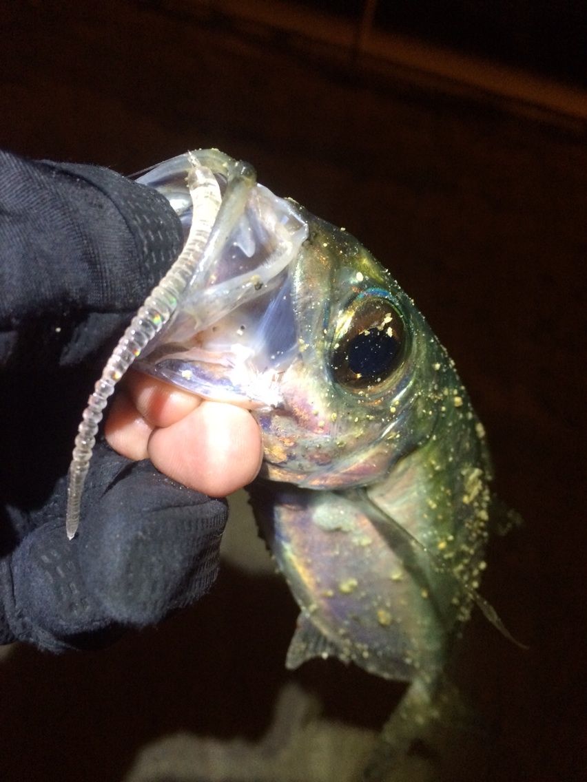 那覇でメアジが釣れた カミヤマ ライトゲーム 沖縄ルアー釣り プラグ ワーム 五目釣り