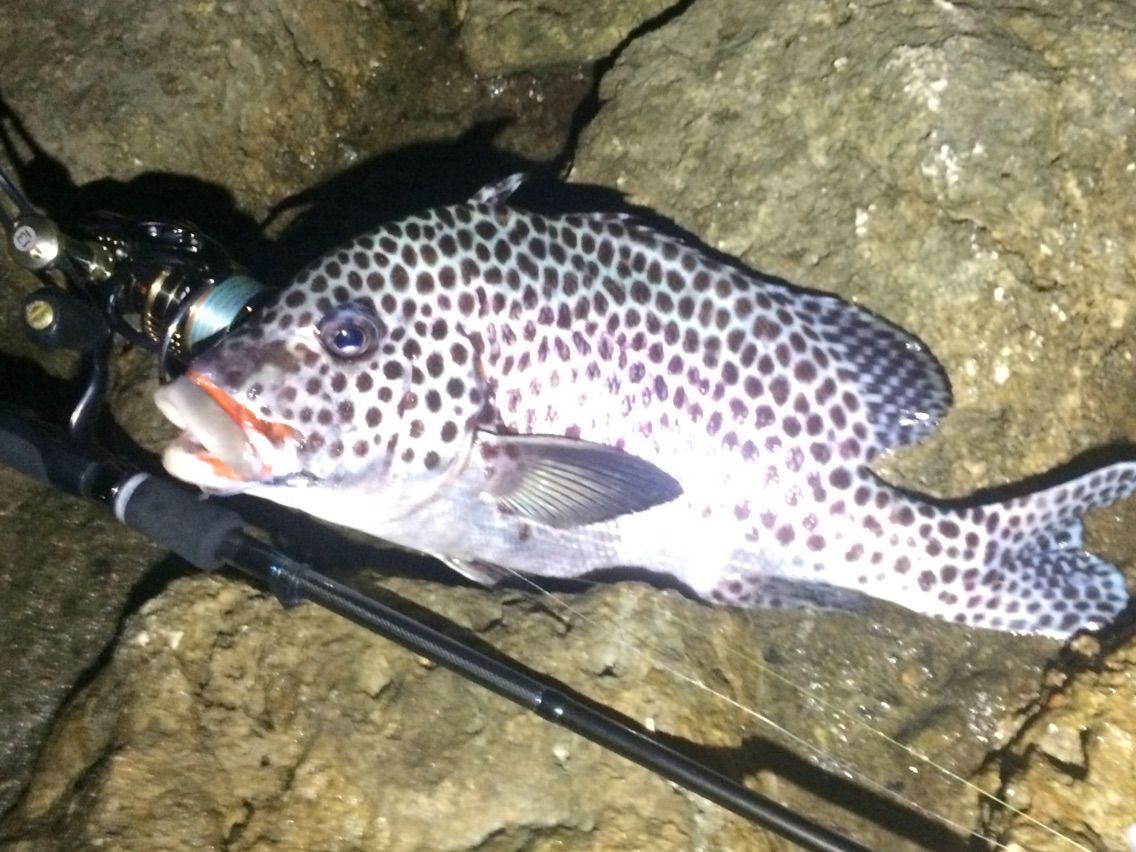 クレーミーバイ47 5 1 7kgをワームでget カミヤマ ライトゲーム 沖縄ルアー釣り プラグ ワーム 五目釣り