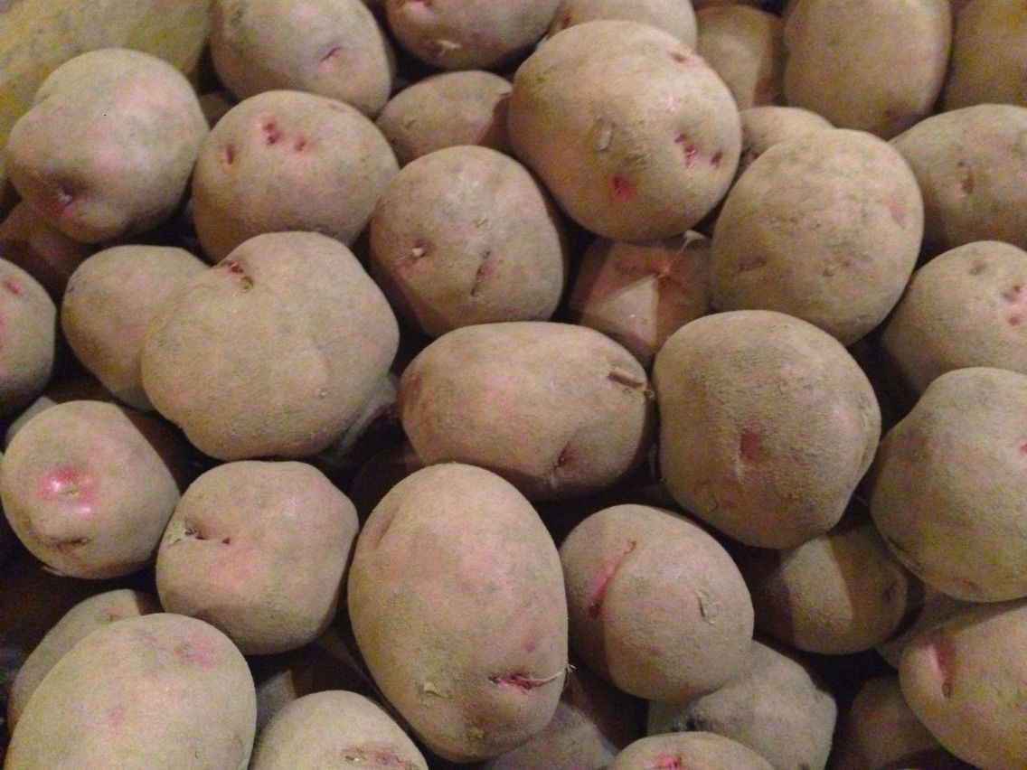 種苗○アンデスレッド 入荷しました。○馬鈴薯 ジャガイモ : 神谷商店の情報共有の為のblog