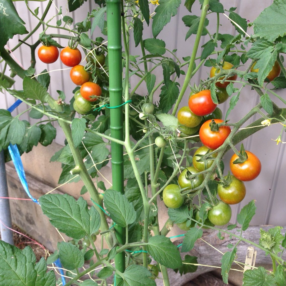 種苗 プランターで試験栽培 神谷商店の情報共有の為のblog