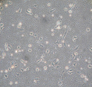 DC_Cell.jpg