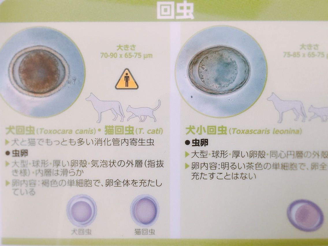 犬回虫 Toxocara Canis Japaneseclass Jp