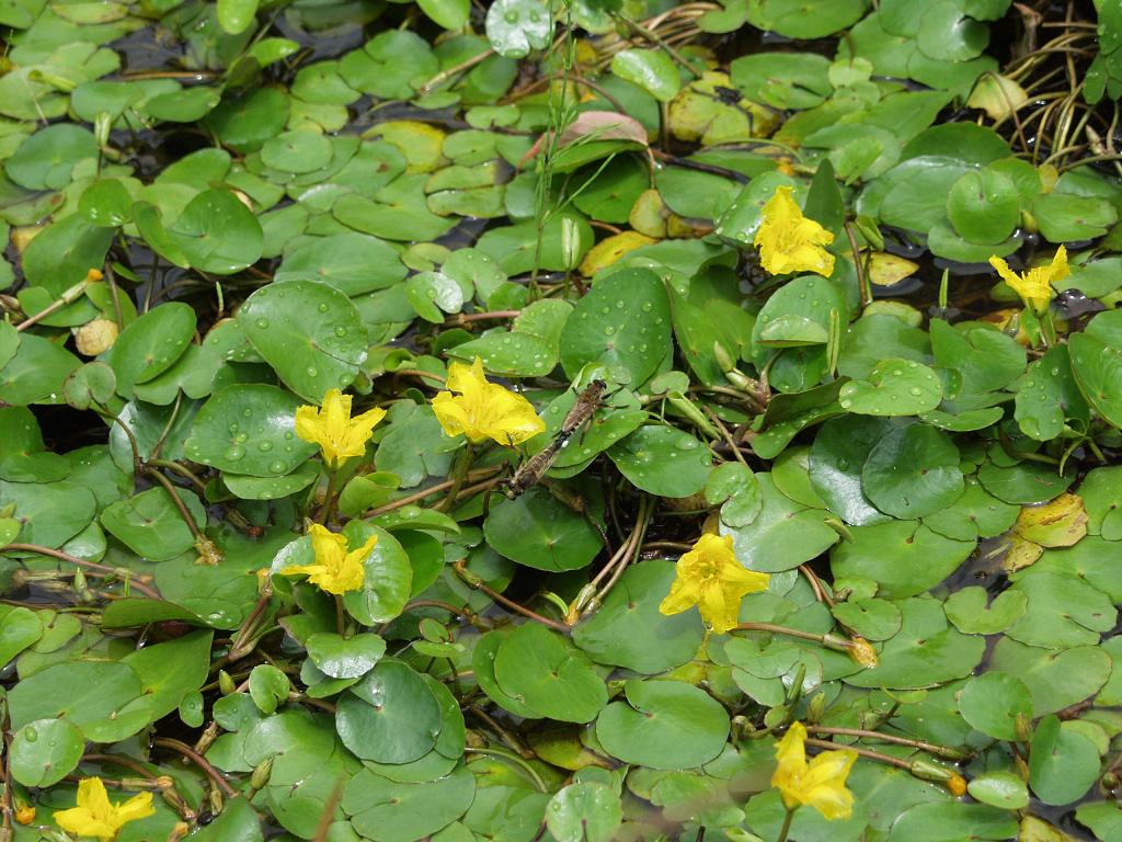 時の流れに:アサザの花