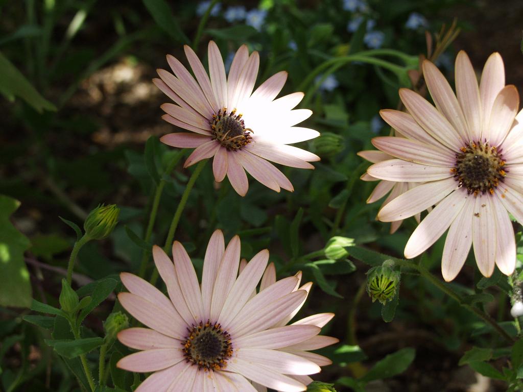 ピンクの花たち 時の流れに