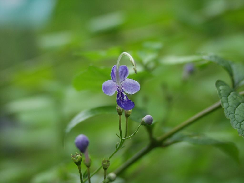 晩夏に咲く野草花 青紫色編 時の流れに