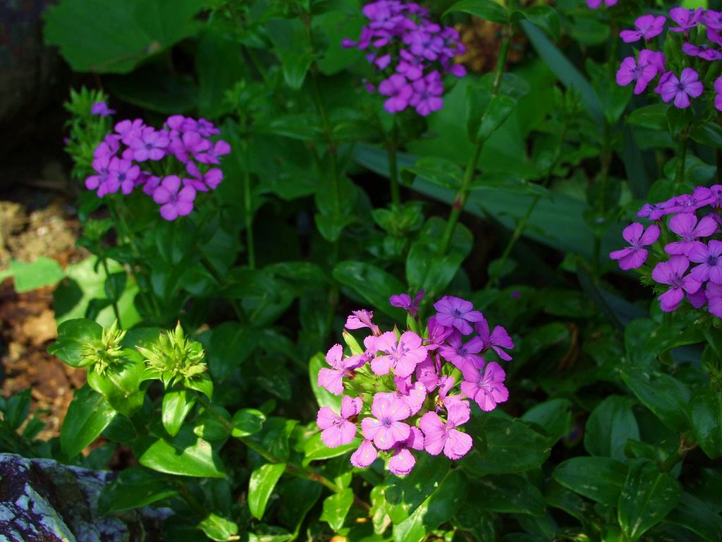 桂浜のハマナデシコ 時の流れに