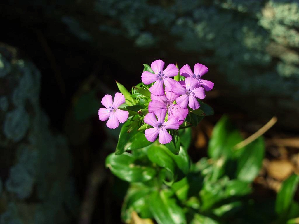 桂浜のハマナデシコ 時の流れに