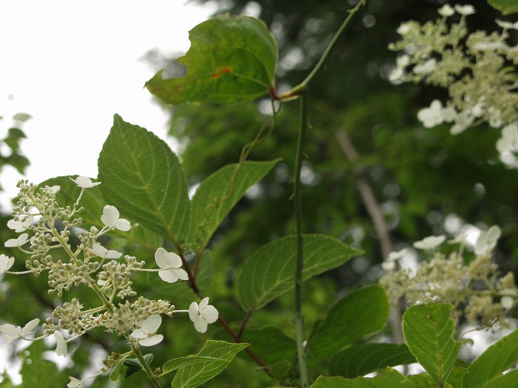 ノリウツギの花とハナカミキリ 時の流れに