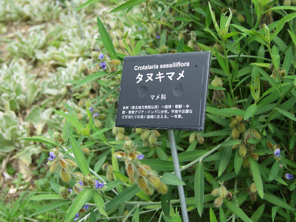 晩夏に咲く野草花 青紫色編 時の流れに