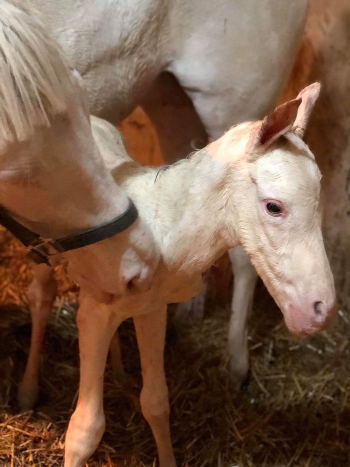 ゴールドシップ産駒の白毛馬生まれる 非常識 なんj ゴールドシップ産駒の白毛馬生まれる 非常識 なんj