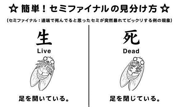 セミの死んだふり怖すぎwwwwwwwwwwwwwwwwwwwwwwww 非常識 なんj セミの死んだふり怖すぎwwwwwwwwwwwwwwwwwwwwwwww 非常識 なんj