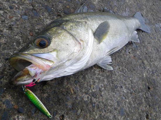 シーバスが全く釣れない 非常識 なんj