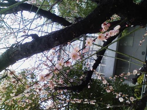 さくら
