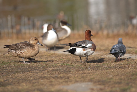 ハトさんだってカモさんだって