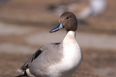 ということでカモさんポートレイトなのですが…