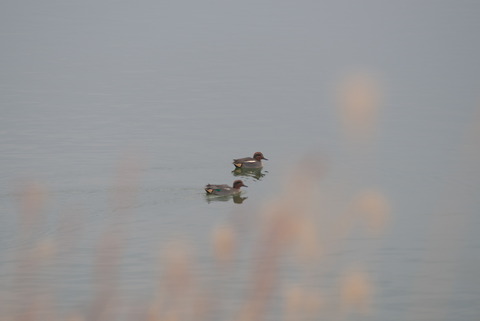 コガモさんと…